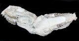 Disarticulated Oreodont (Merycoidodon) Skull - Reduced Price #78129-1